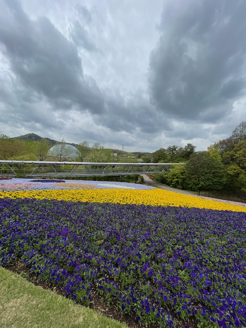 山陰花回廊に行ってきました